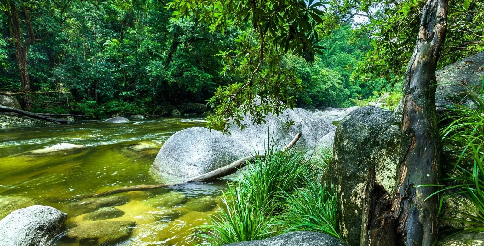 Clear green creek flowing between granite boulders under dense rainforest
