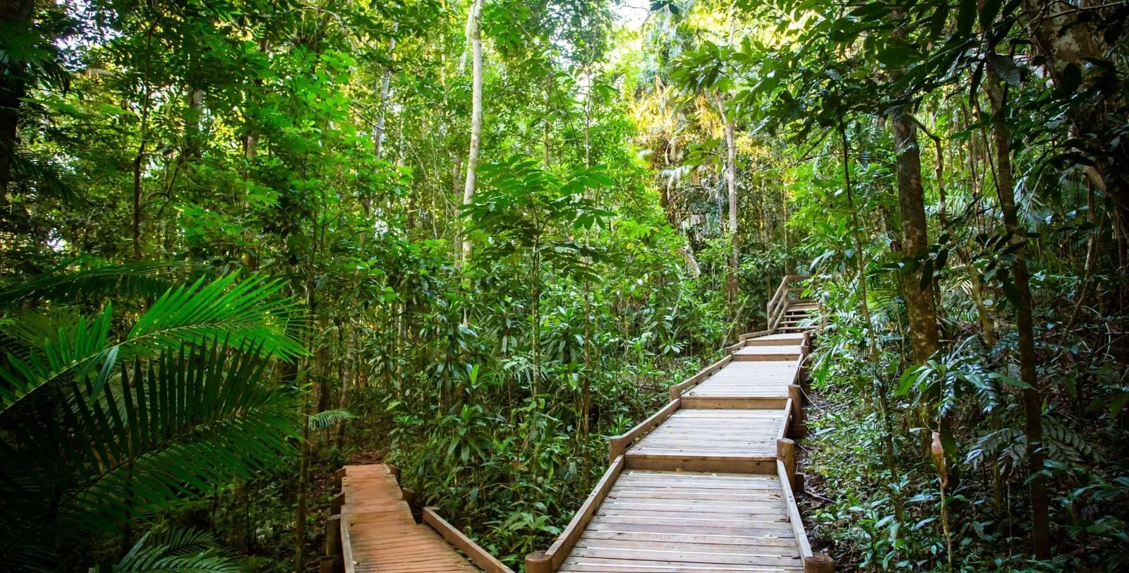 Timber boardwalk winding through tall rainforest with palms and ferns