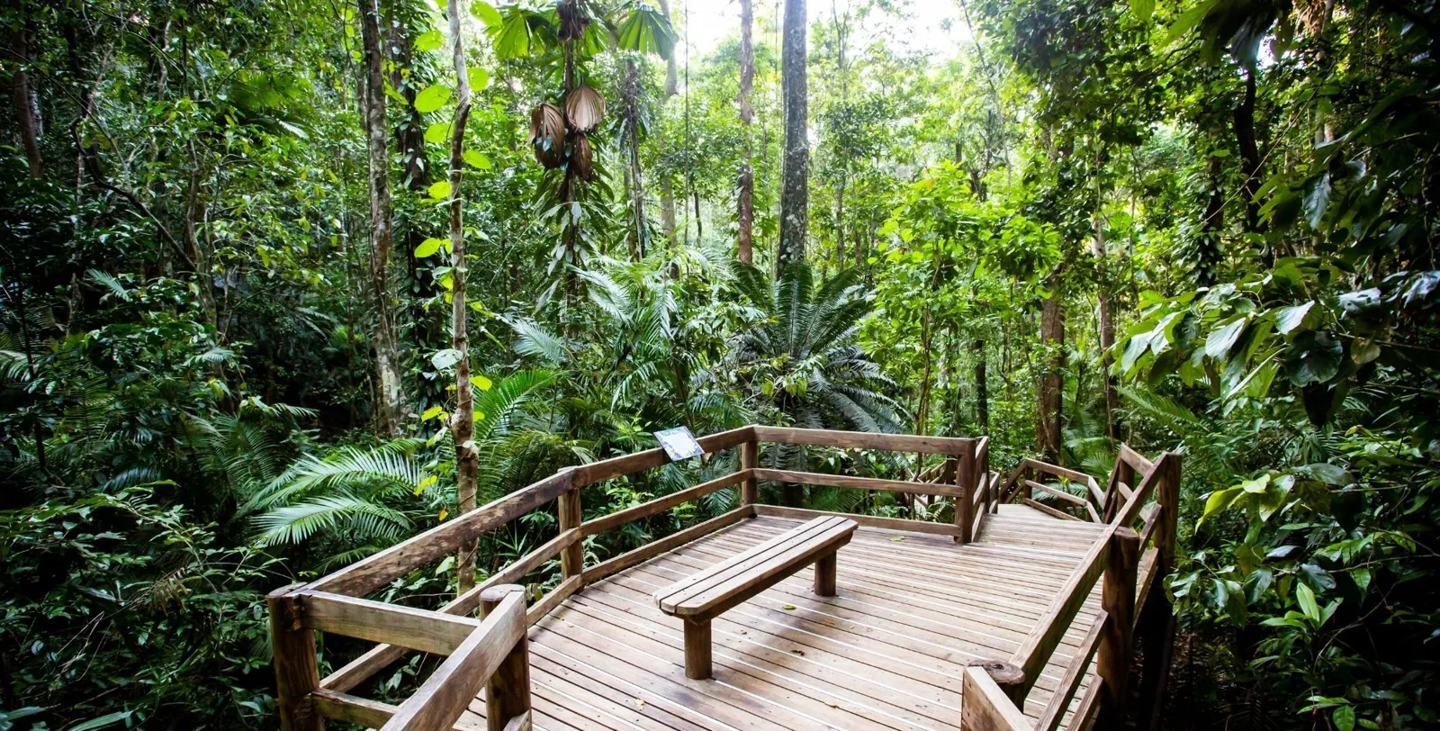 Rainforest boardwalk platform with a bench among palms and fan palms