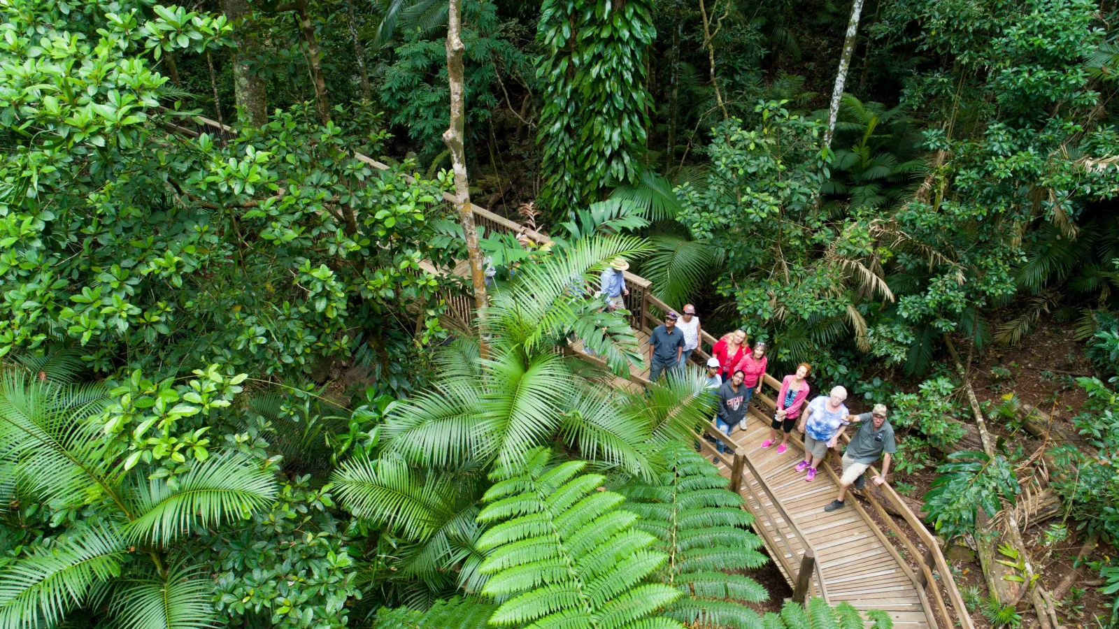 Tour group on a raised rainforest boardwalk among ferns in the Daintree