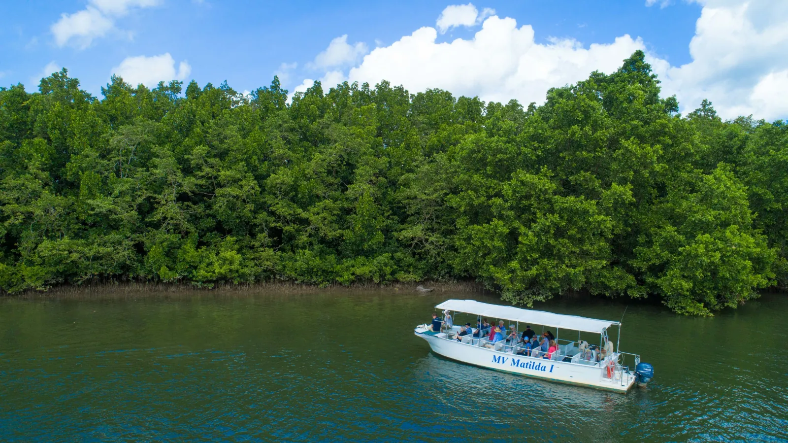 Wildlife cruise boat on the mangrove-lined Daintree River