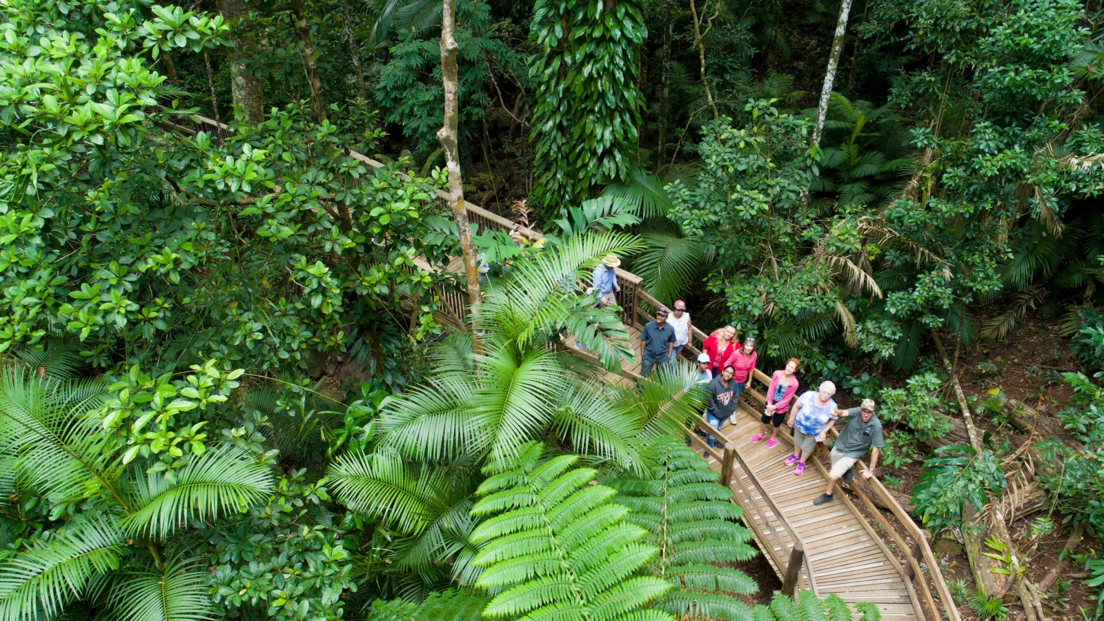 Daintree and Cape Tribulation 4WD Tour from Cairns