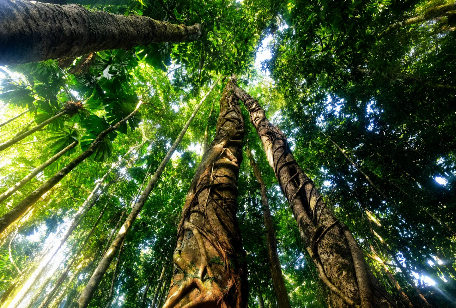 Tall rainforest trunks reaching up to the canopy