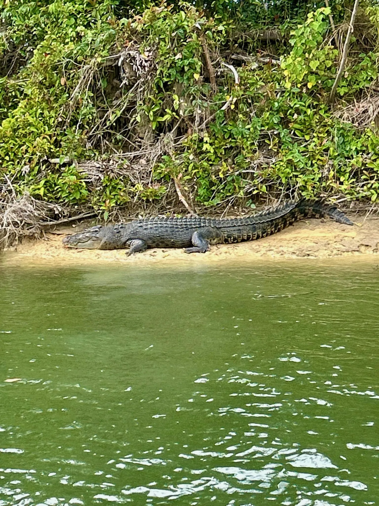 Crocodile resting on a riverbank above green water
