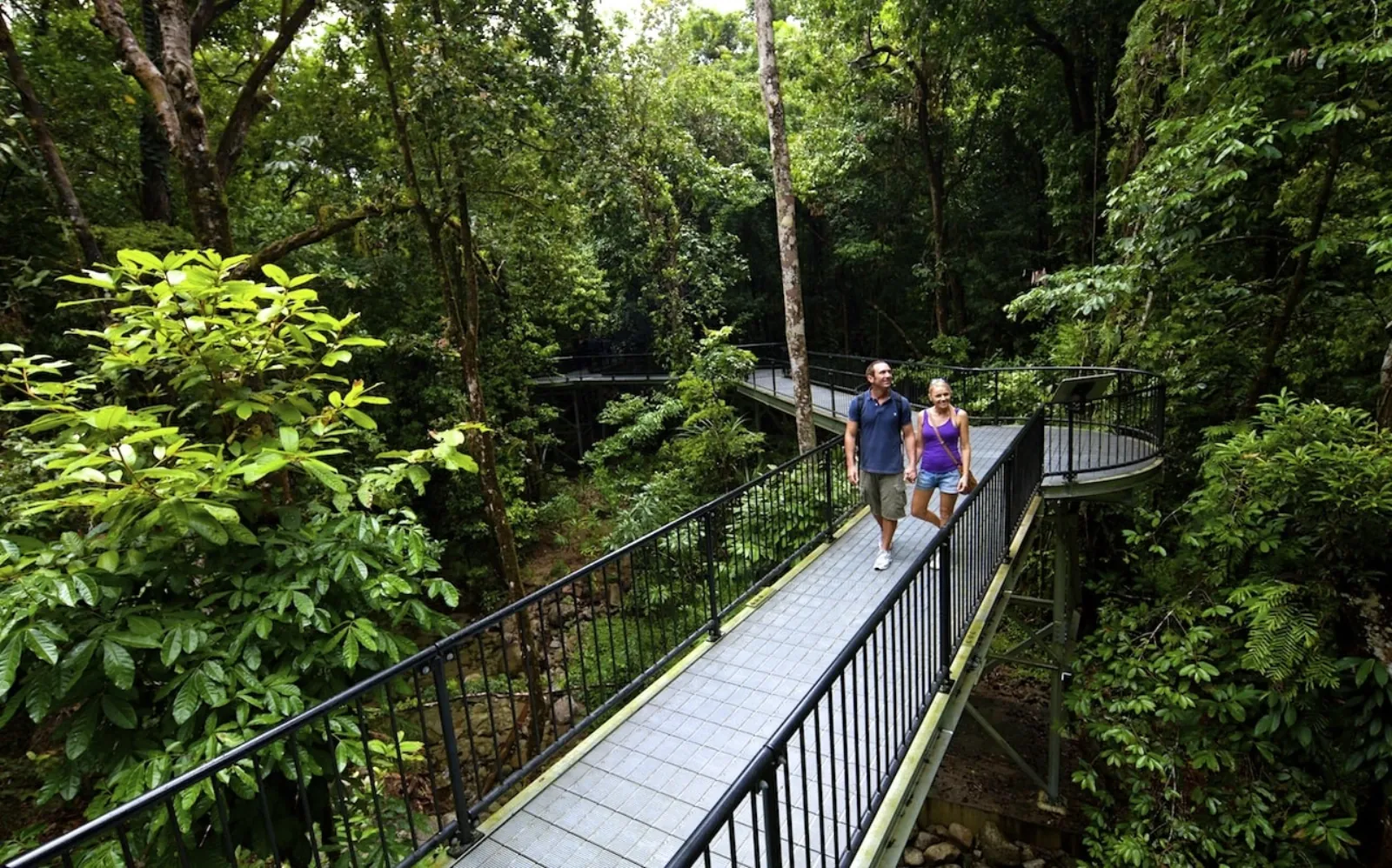 Walkers crossing a raised boardwalk bridge through the rainforest