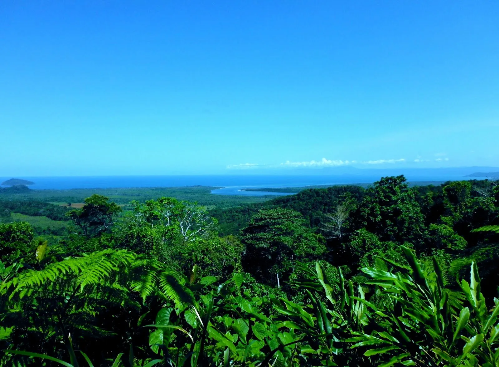 View across the rainforest canopy to the Coral Sea