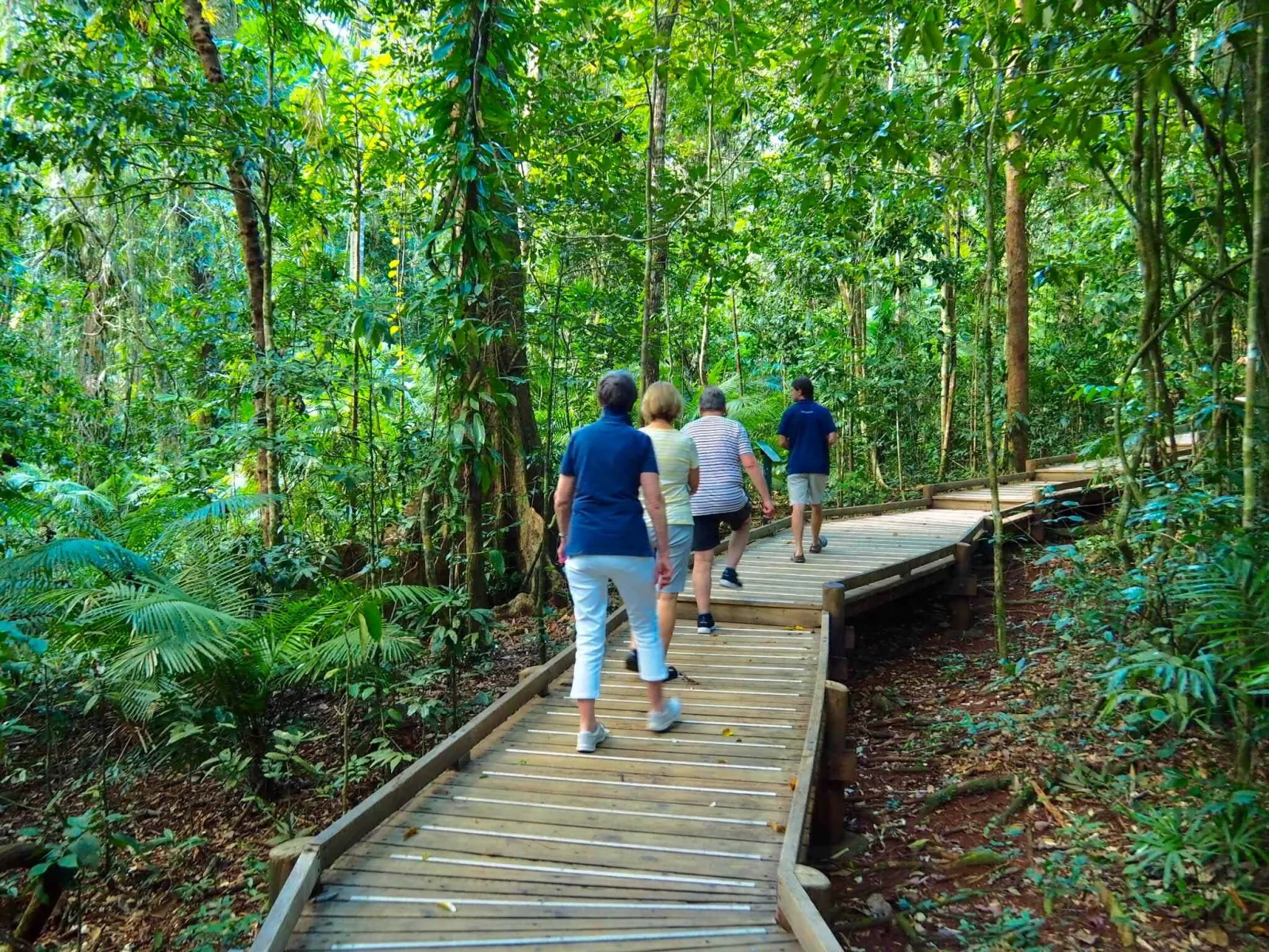 Guests walking a timber boardwalk through tall rainforest
