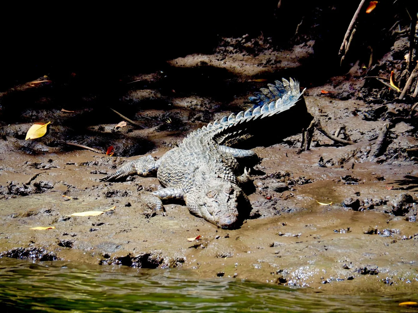 Estuarine crocodile on a dark muddy riverbank