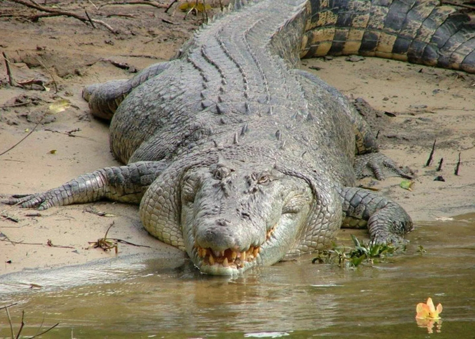 Large saltwater crocodile on a sandy riverbank