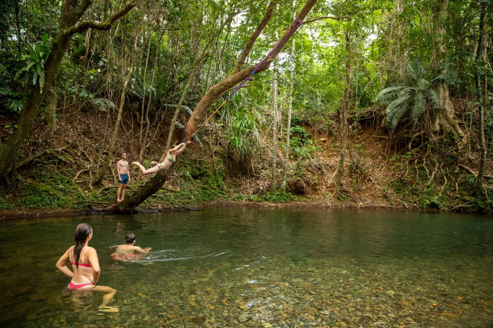 Swimmers in a rainforest creek pool with a rope swing