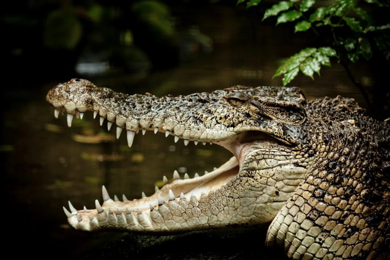 Saltwater crocodile with its jaws open