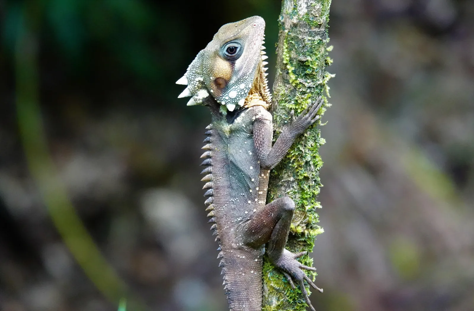 Boyd's forest dragon on a mossy trunk