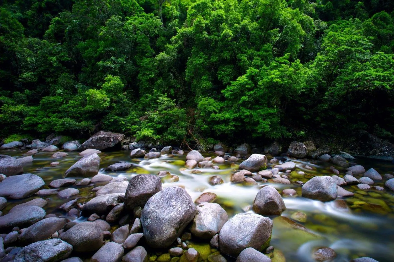 Boulder-strewn river under dense rainforest