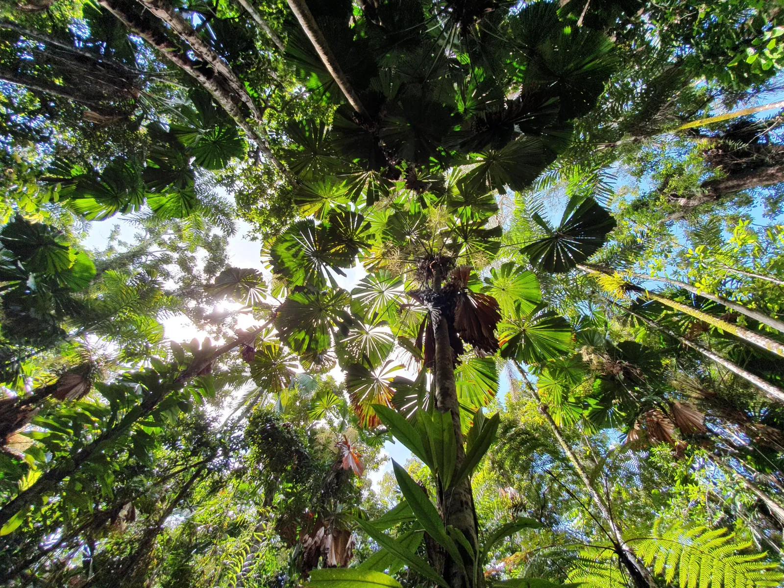 Looking up into the rainforest canopy