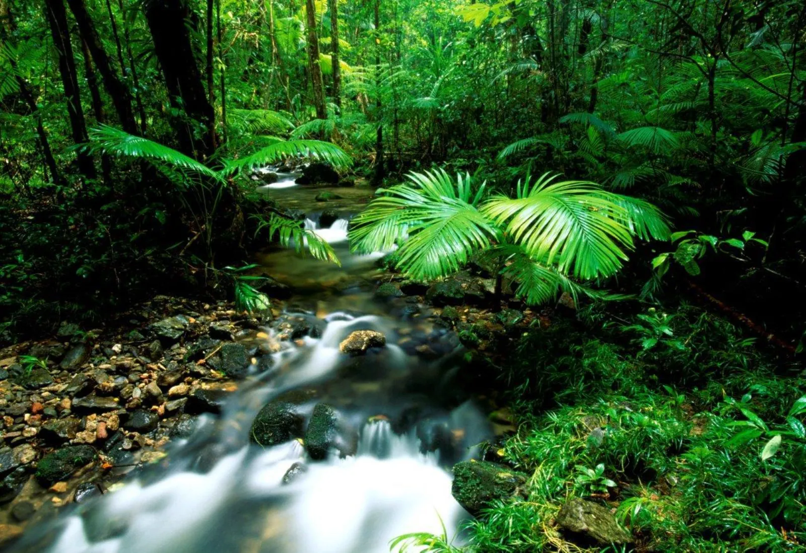 Fan palms beside a small rainforest cascade