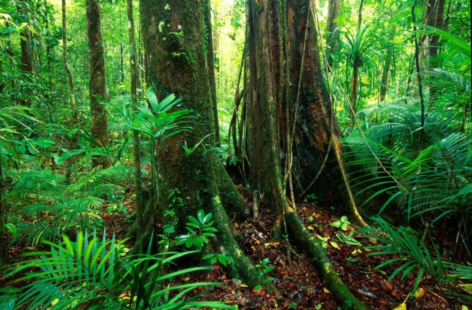 Buttress roots of a giant rainforest tree