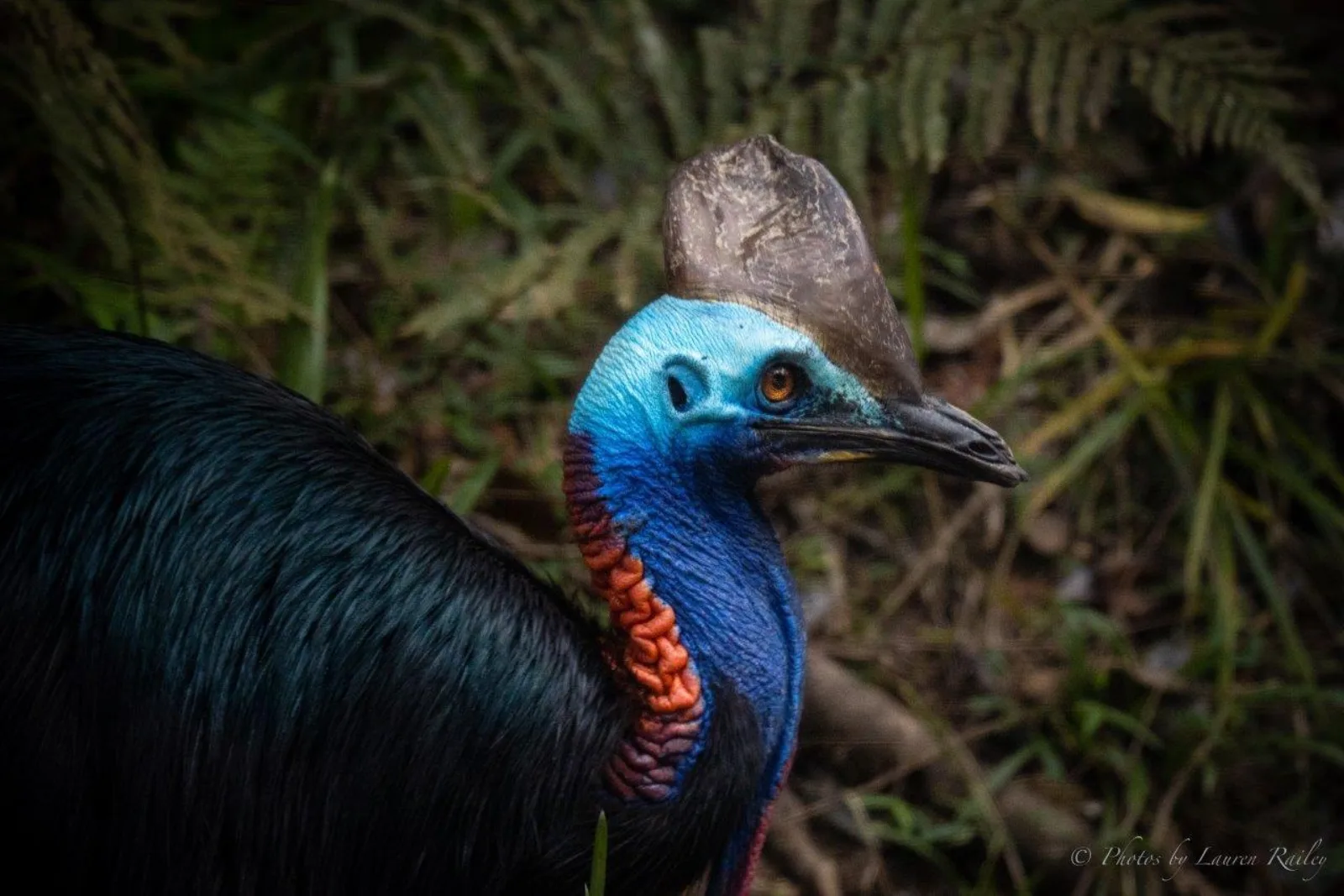 Daintree, Mossman Gorge and Noah Valley Tour from Port Douglas