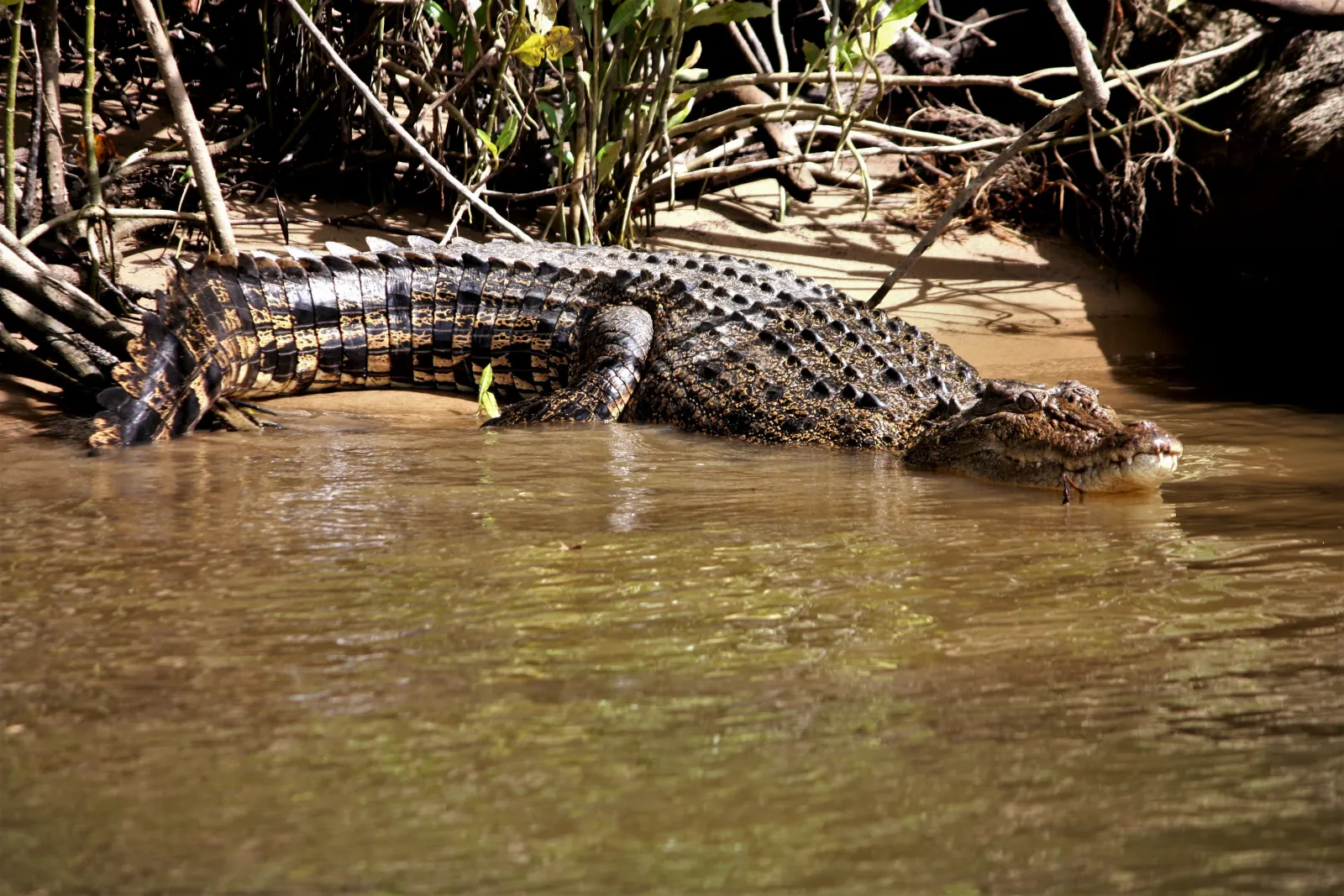 Estuarine crocodile resting among mangrove roots on the riverbank