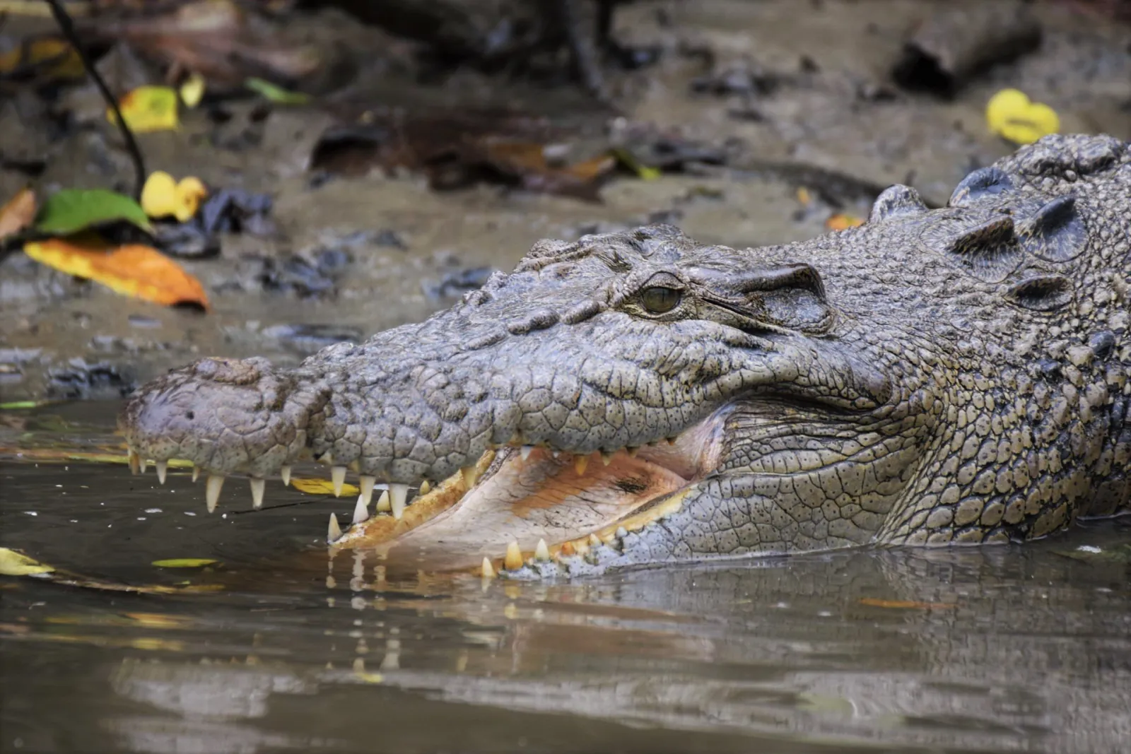 Crocodile half-submerged at the water's edge