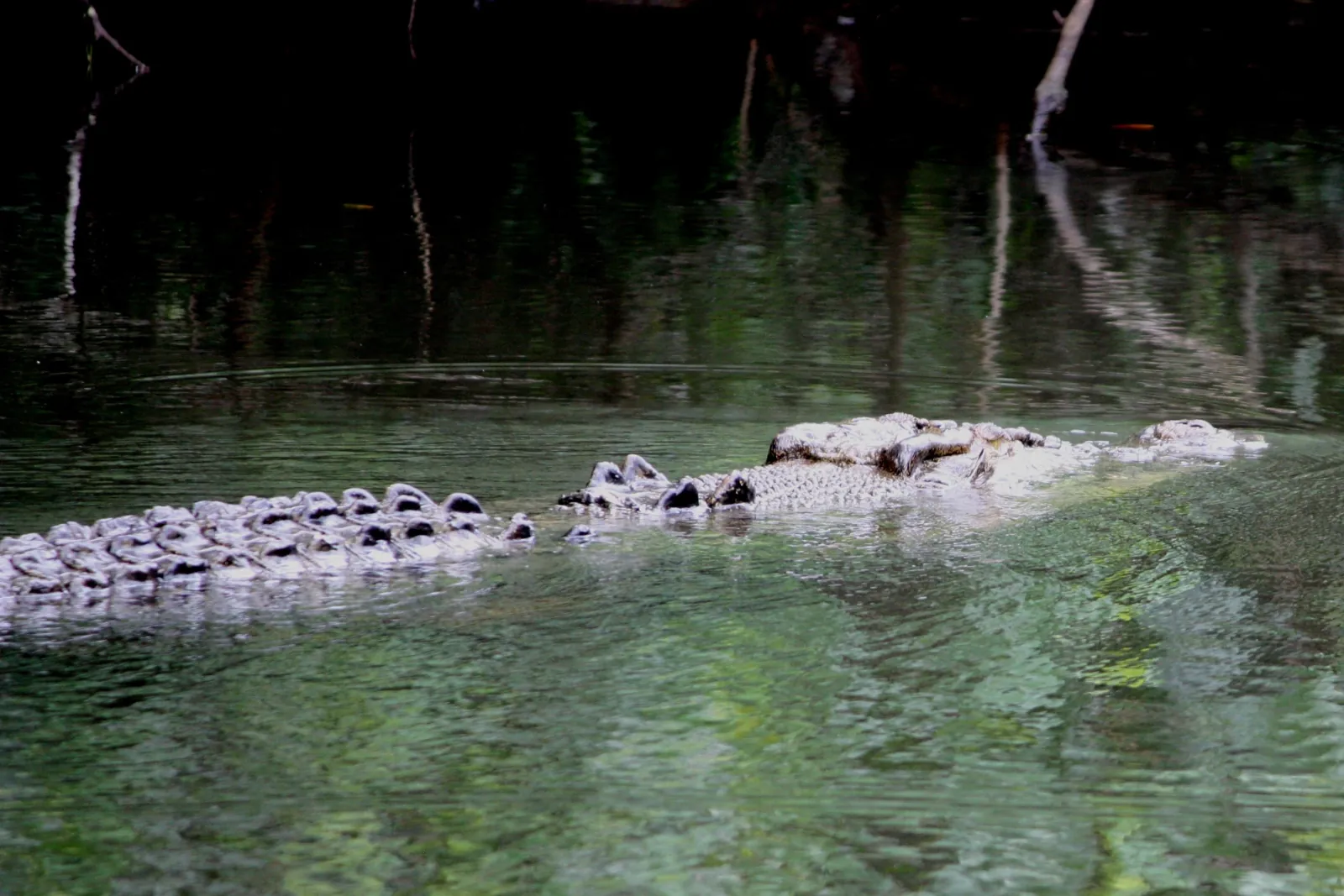 Crocodile's back breaking the surface of the dark river