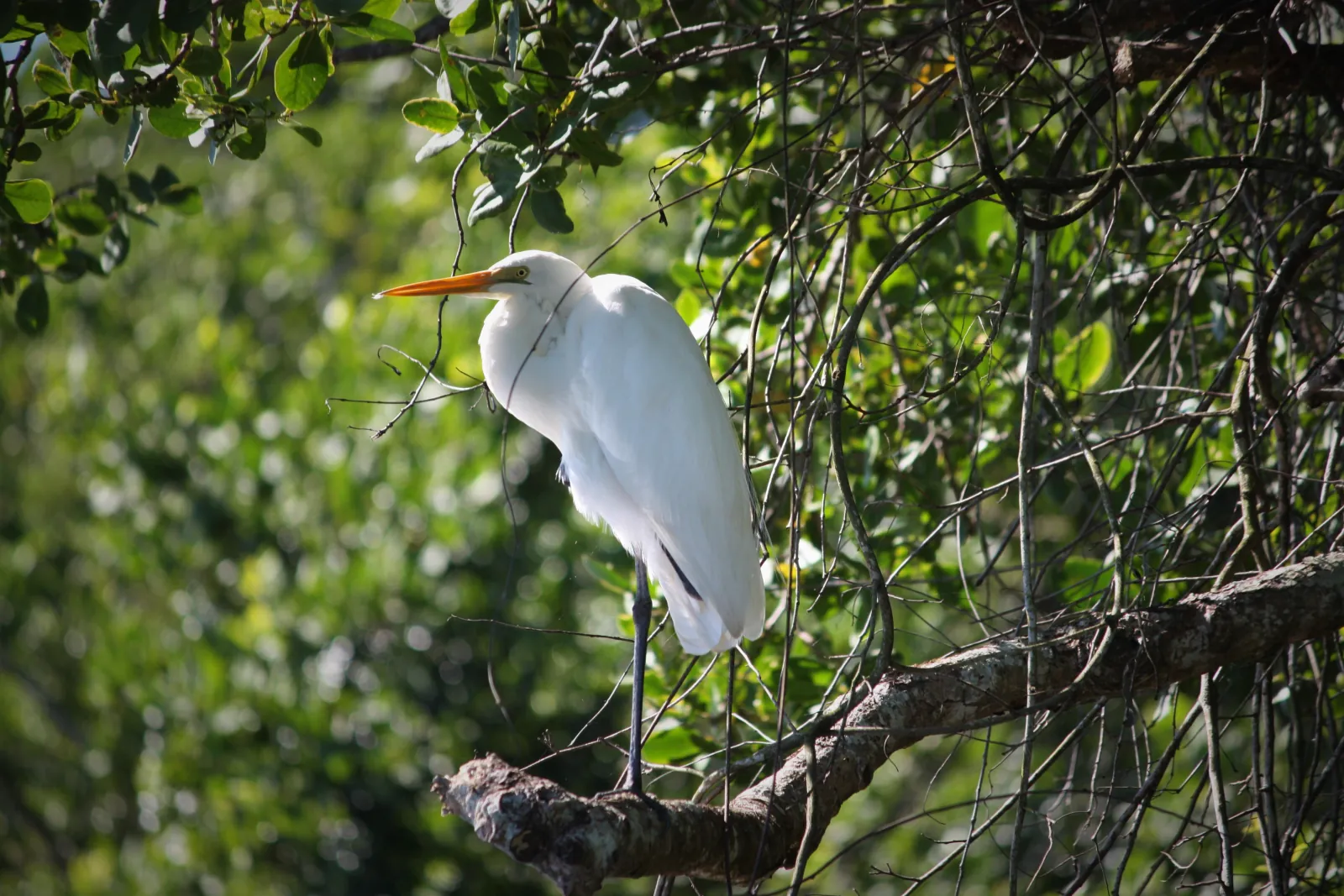 Great egret perched in the mangroves