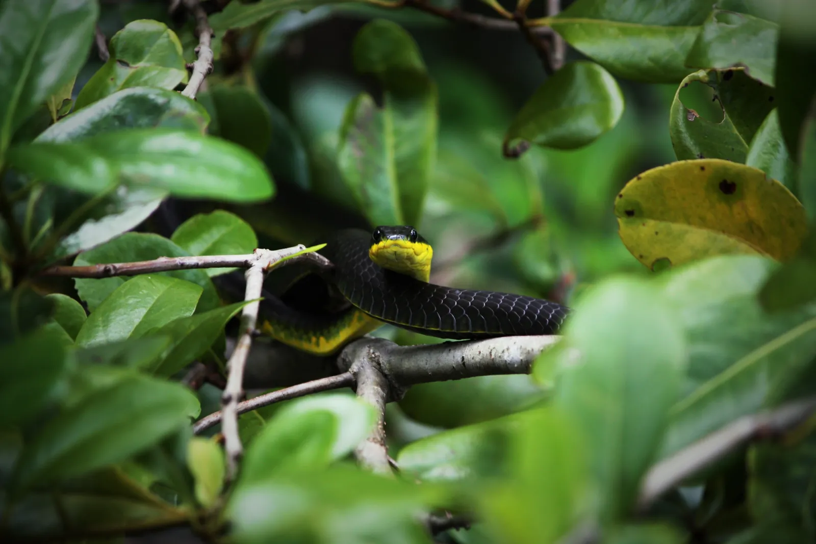 Colourful bird perched among leaves on the riverbank