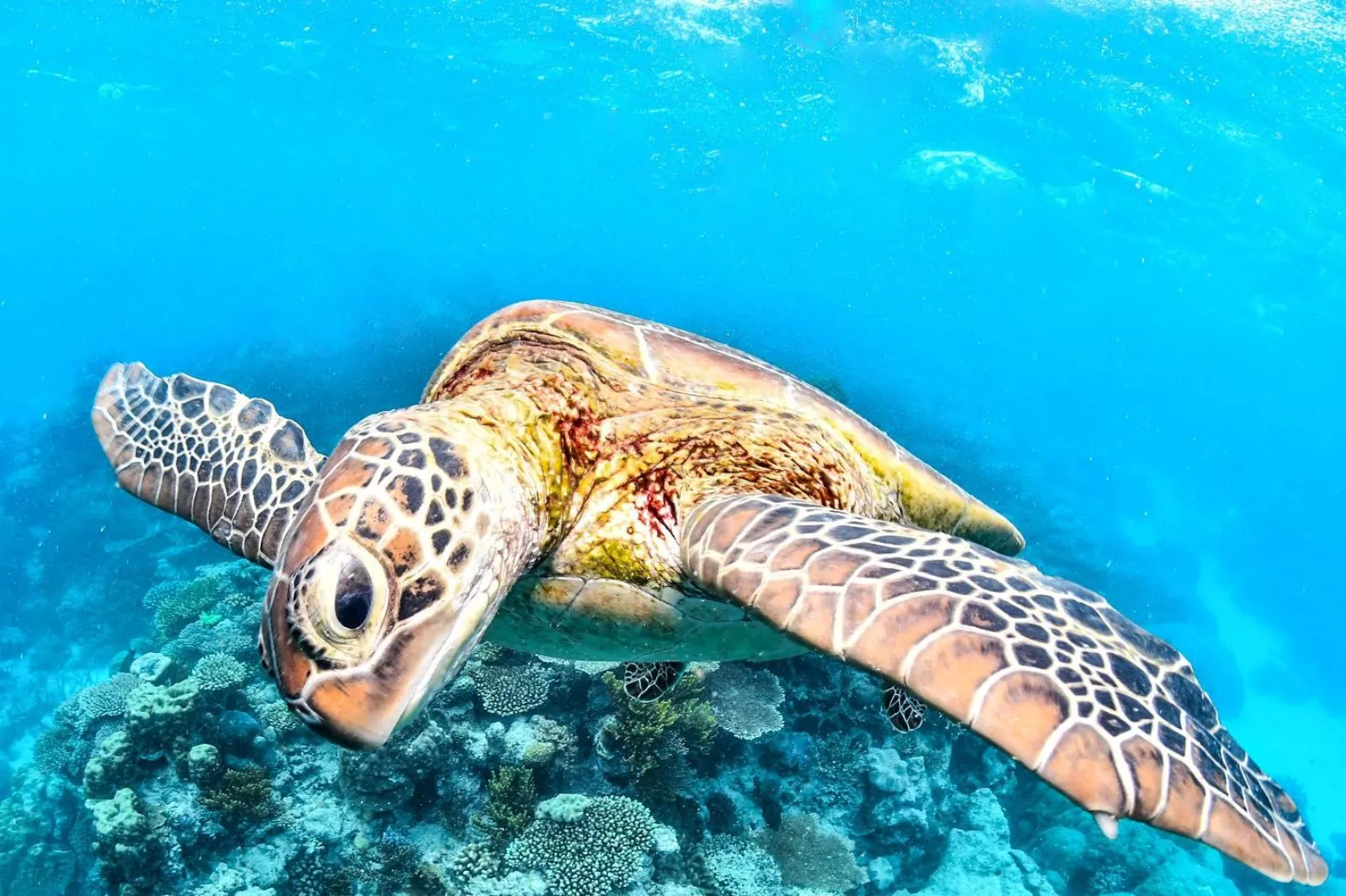 Green sea turtle swimming over coral