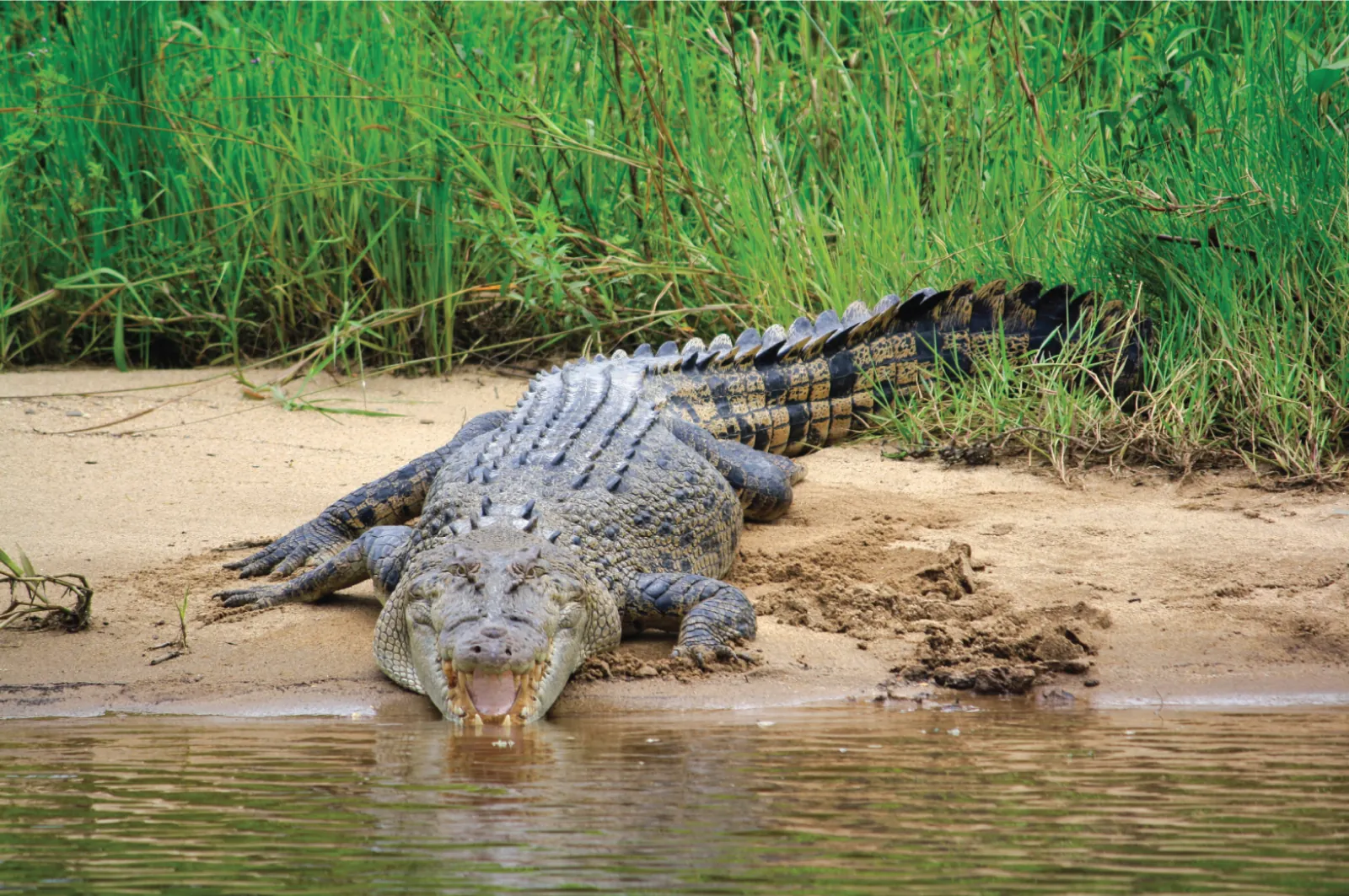 Saltwater crocodile on a sandy bank beside reeds