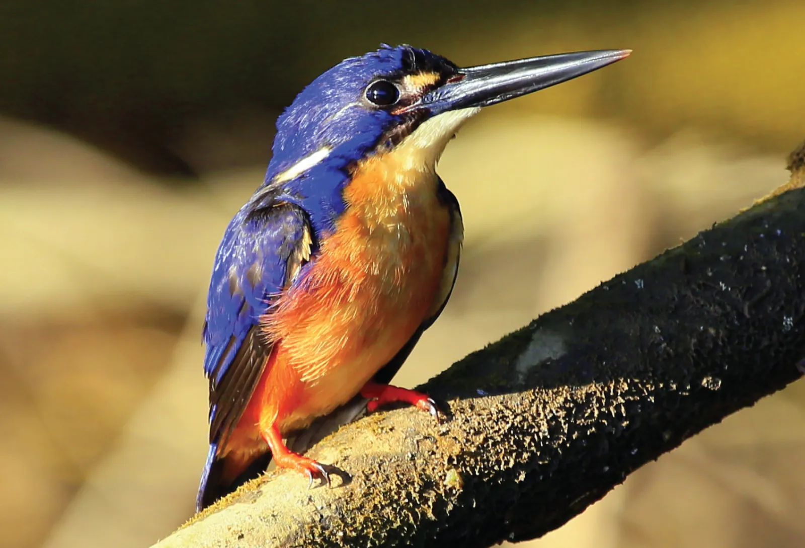 Azure kingfisher perched on a branch
