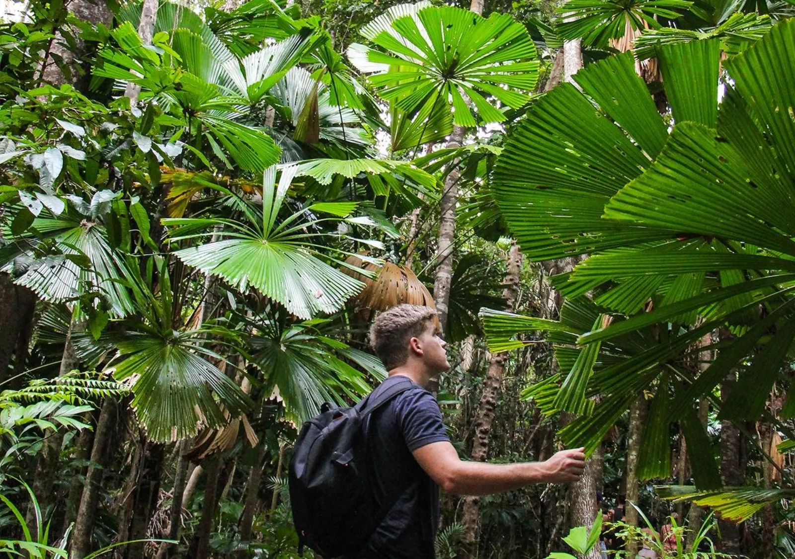 Walker among fan palms on a rainforest trail