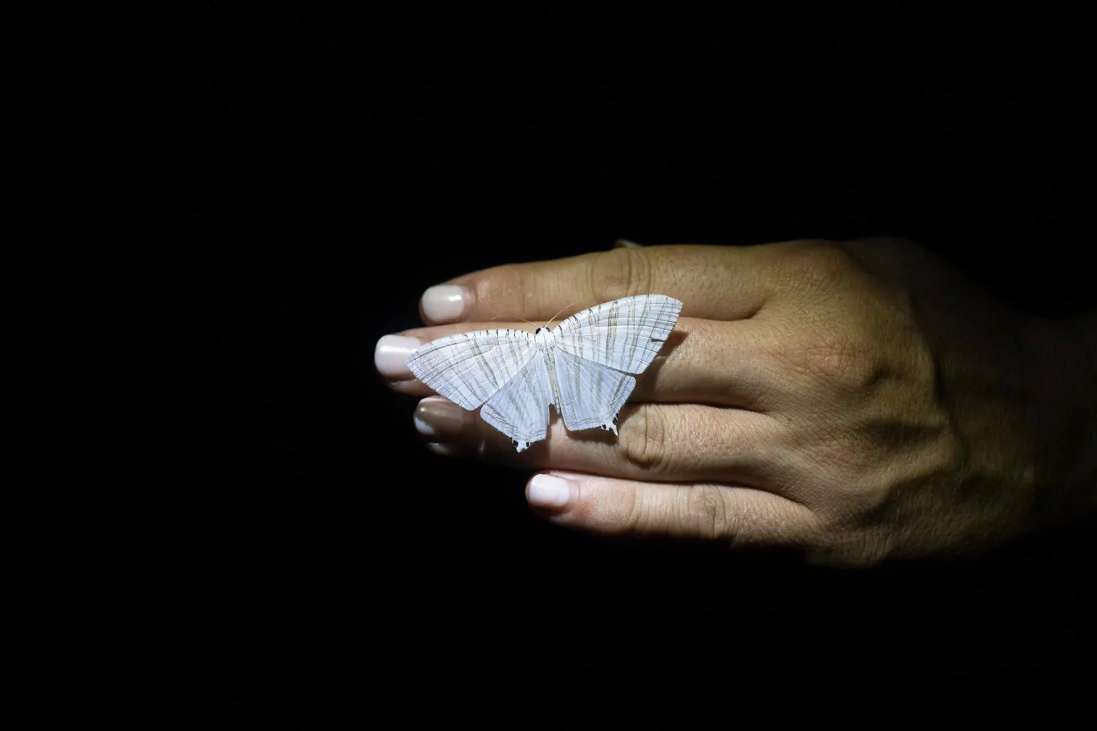 Pale moth resting on a visitor's hand at night