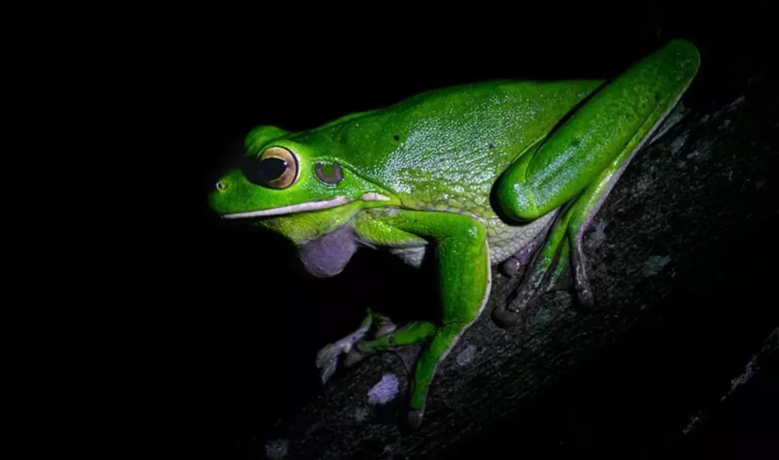 Green tree frog on a branch in torchlight