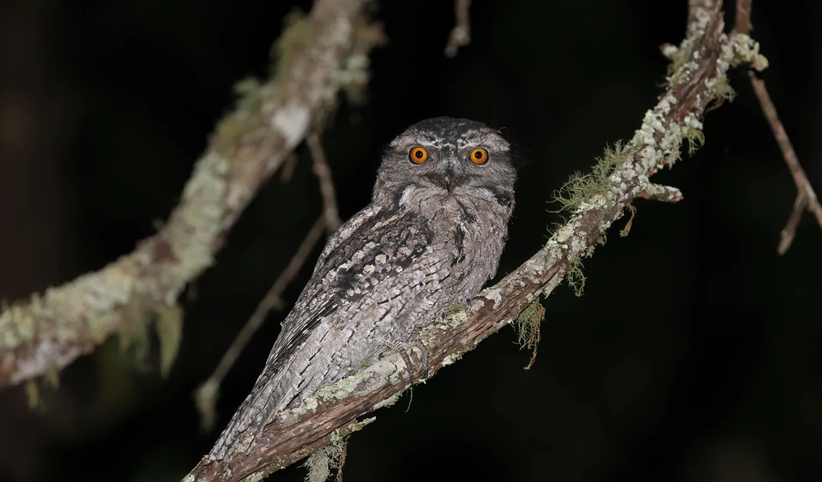 Papuan frogmouth perched on a branch at night