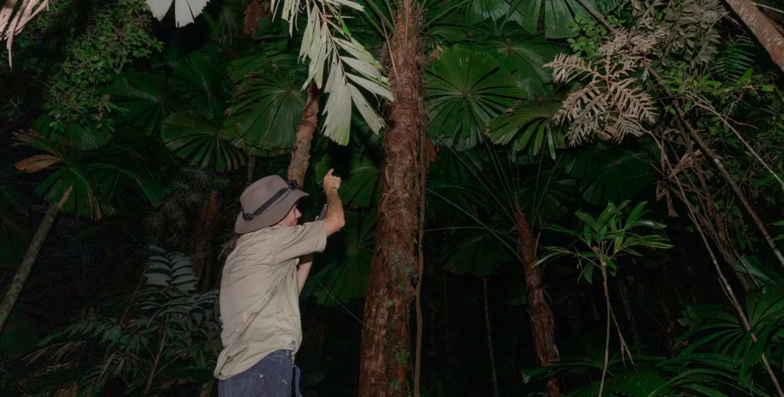 Guide shining a torch into the rainforest at night