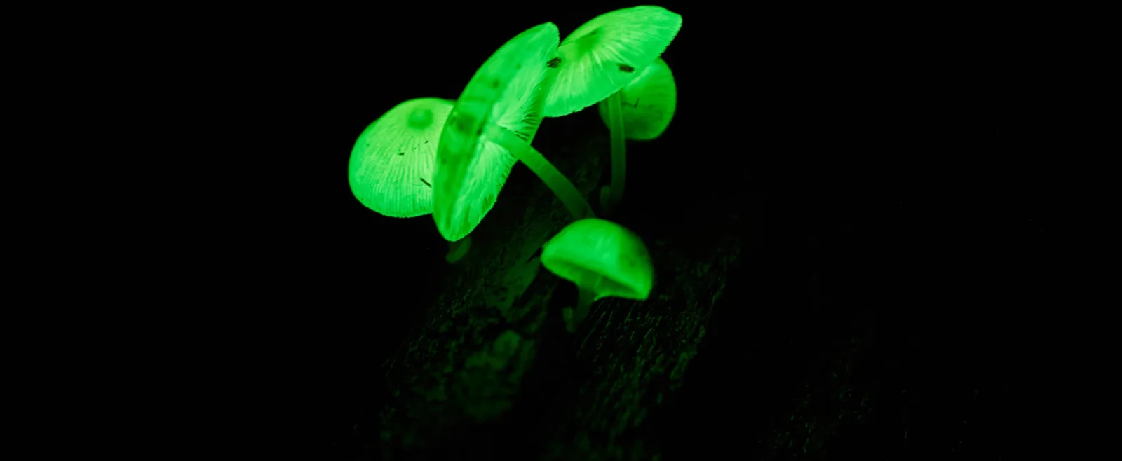 Cape Tribulation Rainforest Night Walk