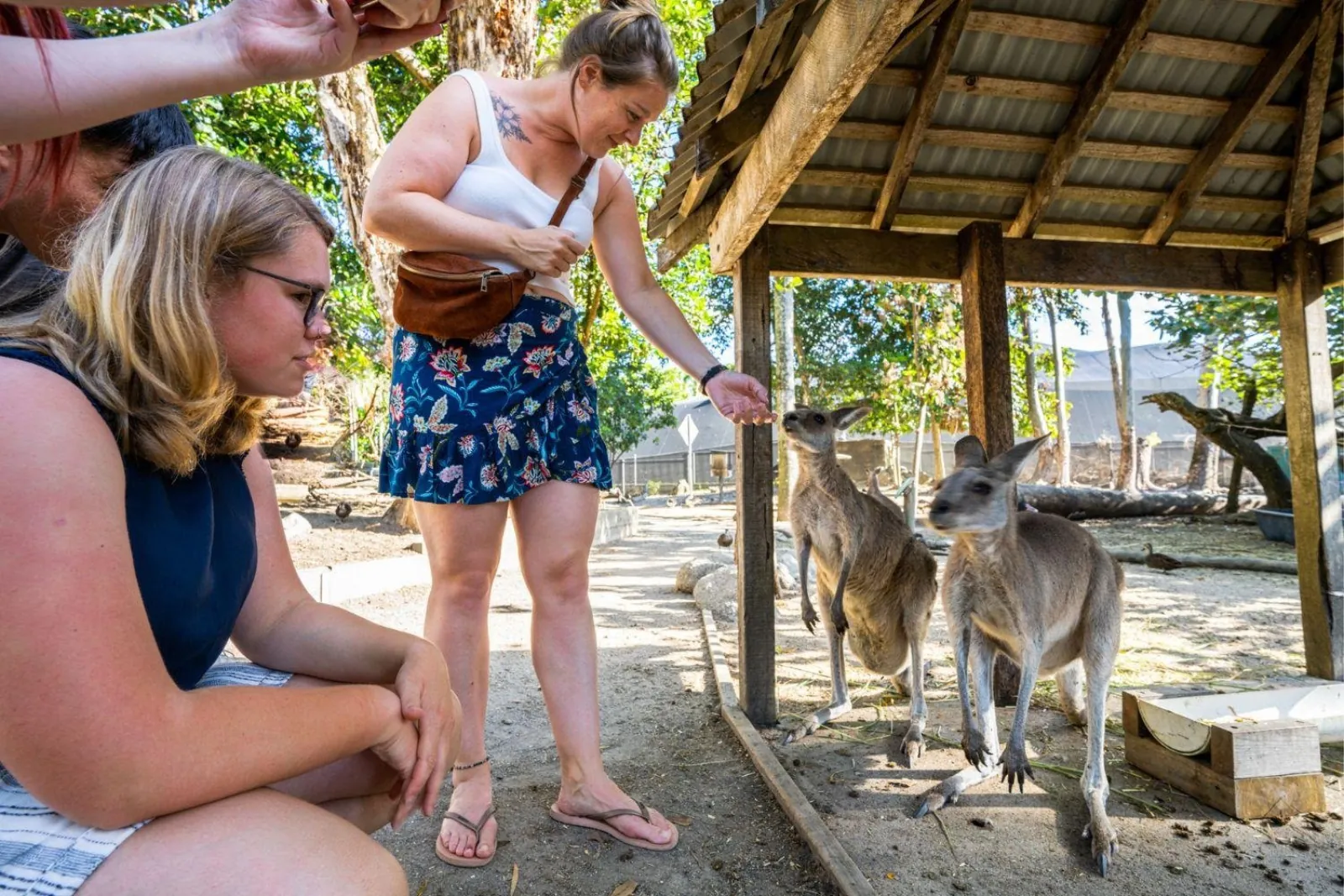 Visitors feeding kangaroos at the Wildlife Habitat park