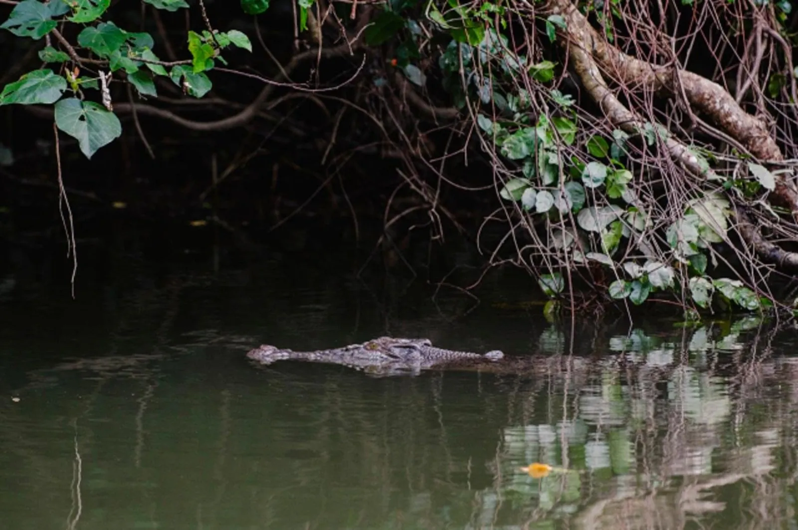 Crocodile gliding through dark water beneath overhanging trees