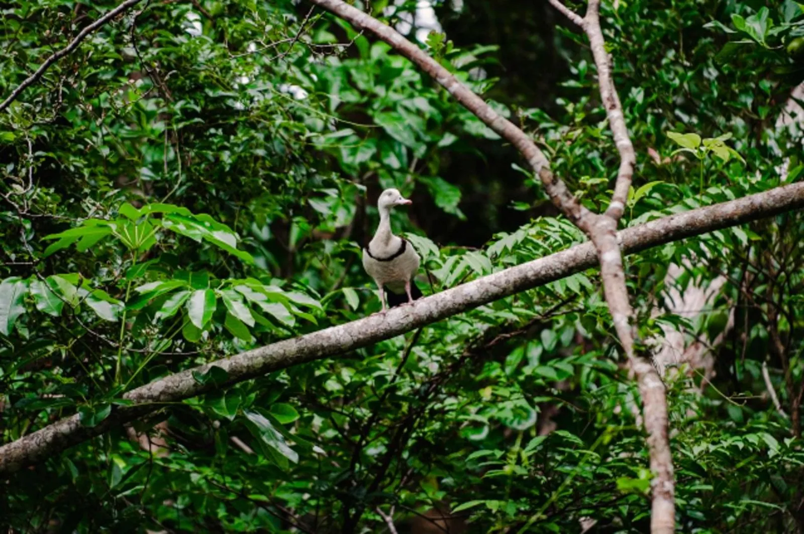 Pale bird perched in the riverside forest