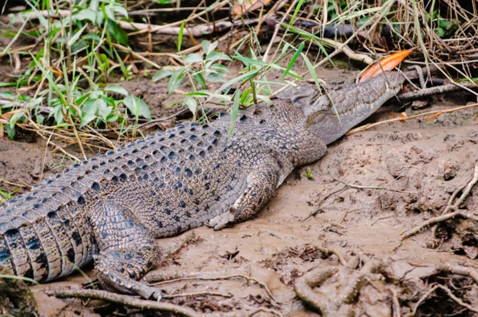 Estuarine crocodile on a muddy bank