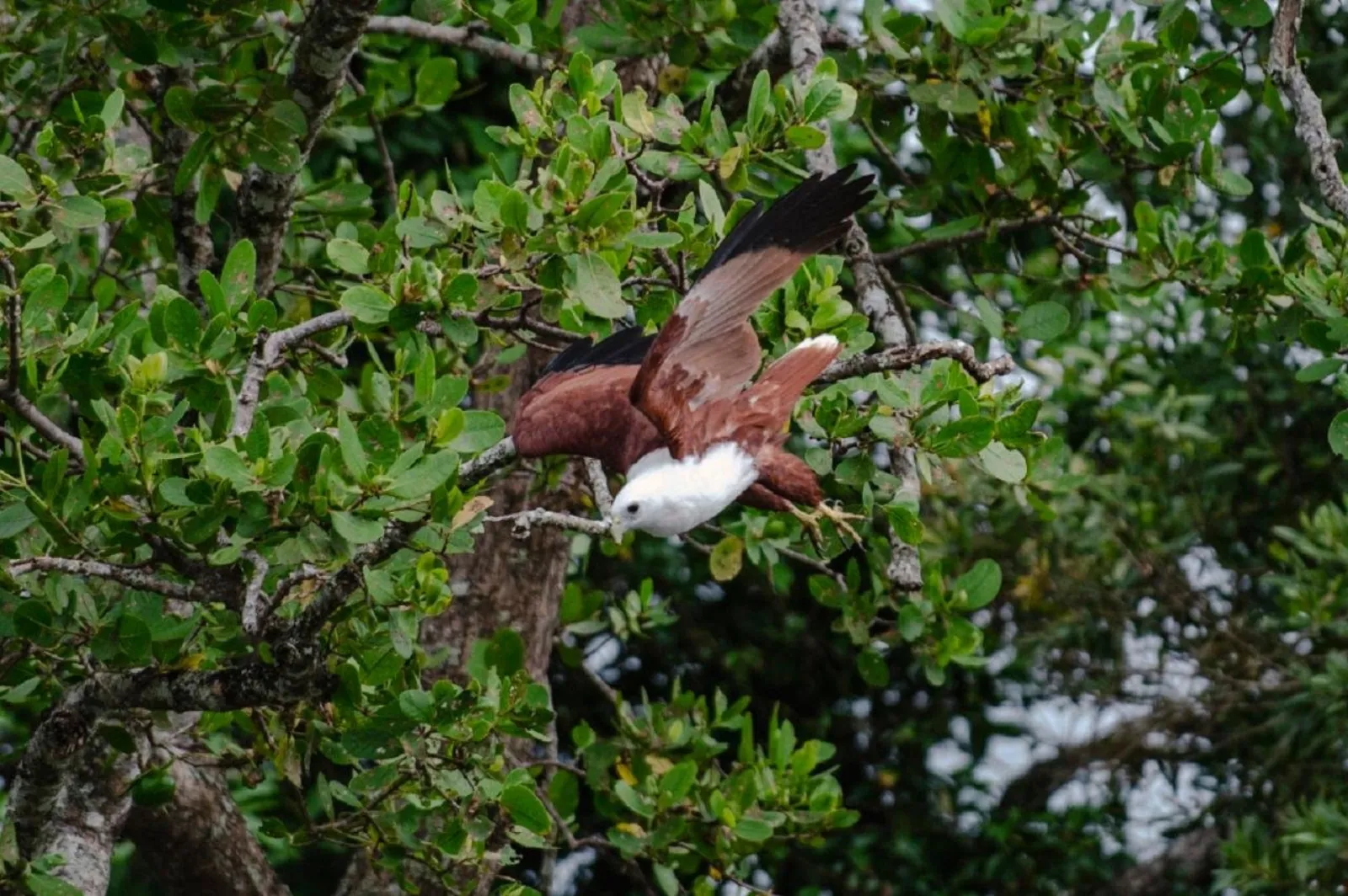 Bird taking off from the mangroves