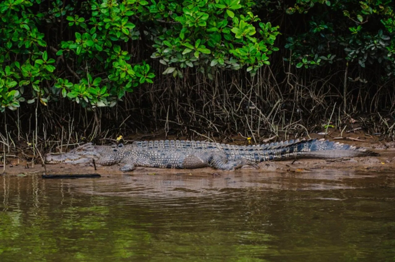 Crocodile lying beneath the mangroves at the waterline