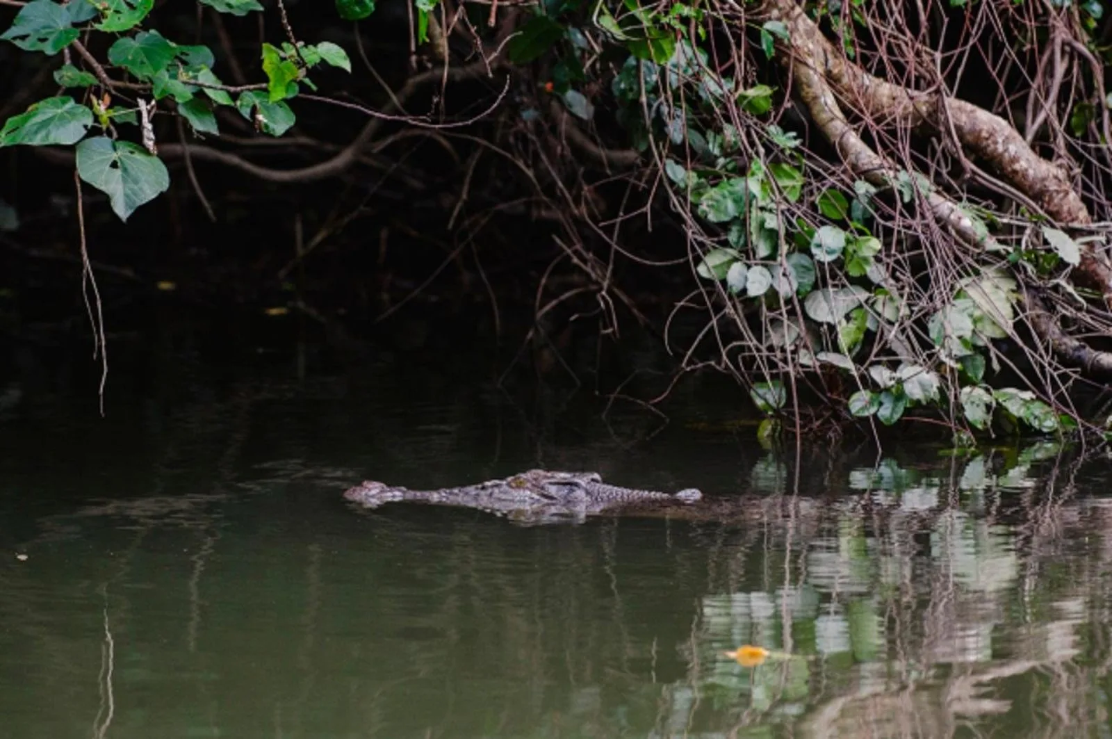 Daintree River Wildlife Cruise with Bruce Belcher