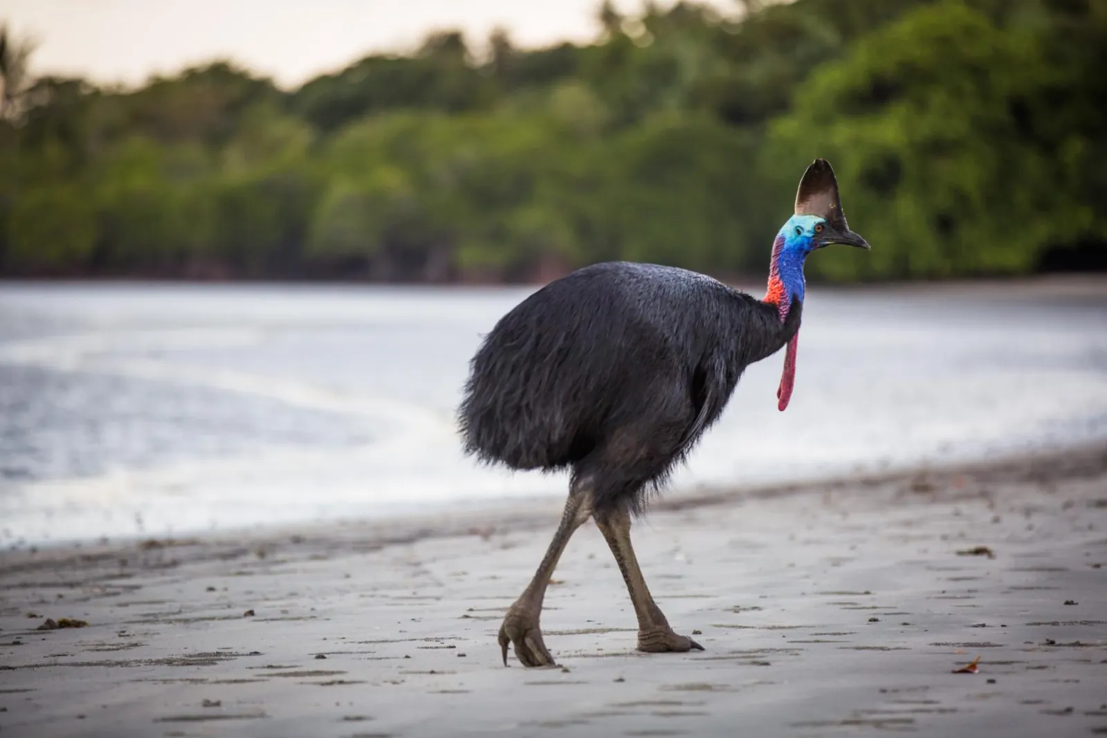 Southern cassowary walking on a beach