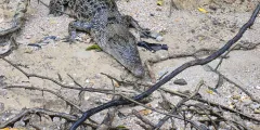 Guest photo from review